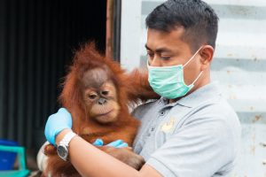 Bpk Panut with Orangutan